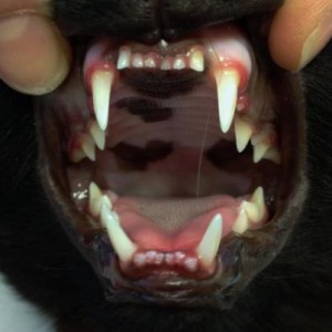 denti gatto